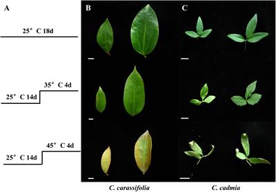 Physiological and Gene Expression Changes of Clematis crassifolia and Clematis cadmia in Response to Heat Stress